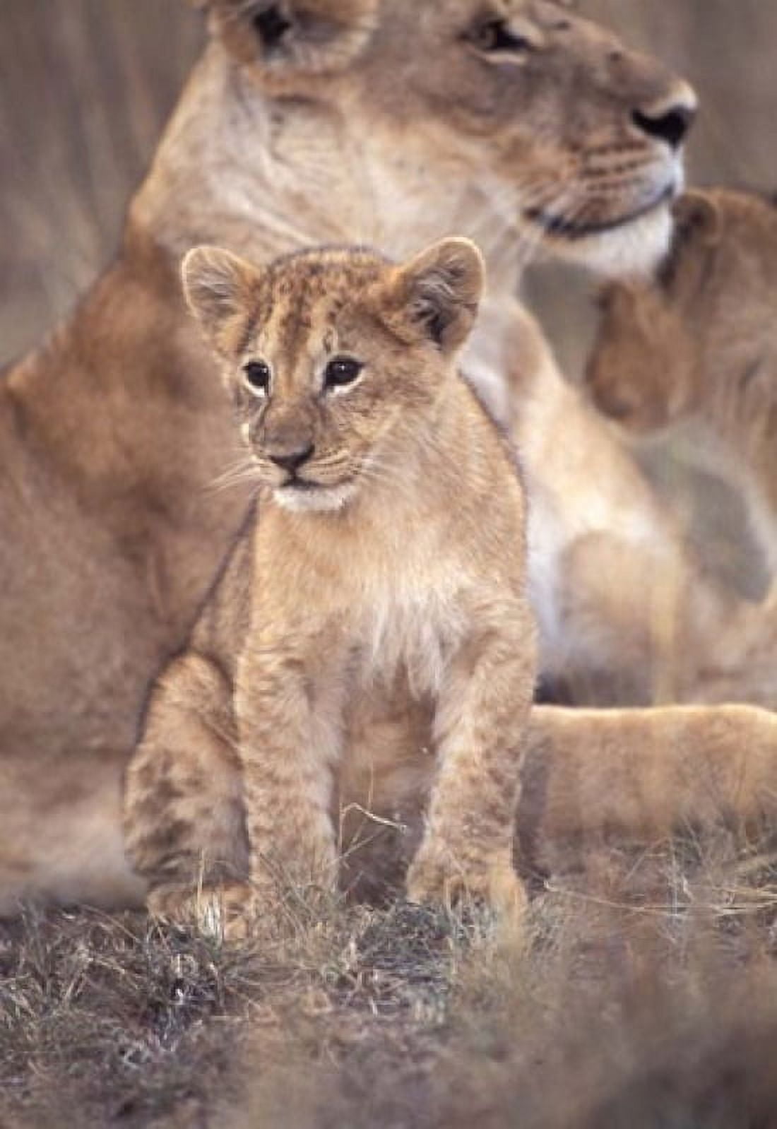 African Lion Masai Mara Kenya Canvas Art - Roy Toft DanitaDelimont (24 x 35)