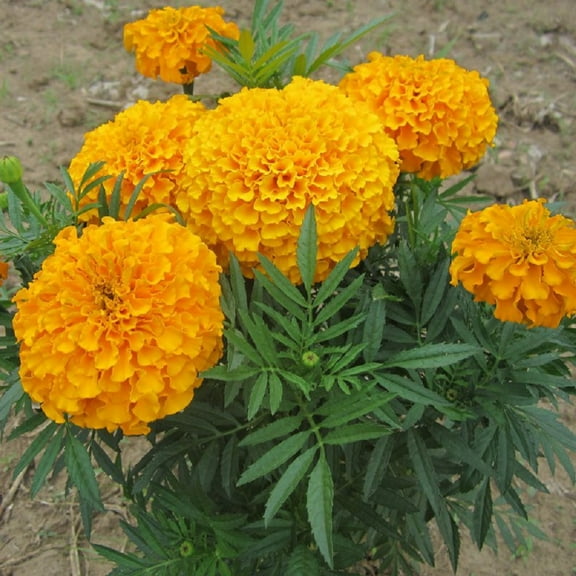 African Marigold Discovery Seeds - Vibrant and Easy-to-Grow Garden Blooms - 200+ Seeds. Produce Large, Eye-catching Flowers in a Spectrum of Colors Including Yellow, Orange.