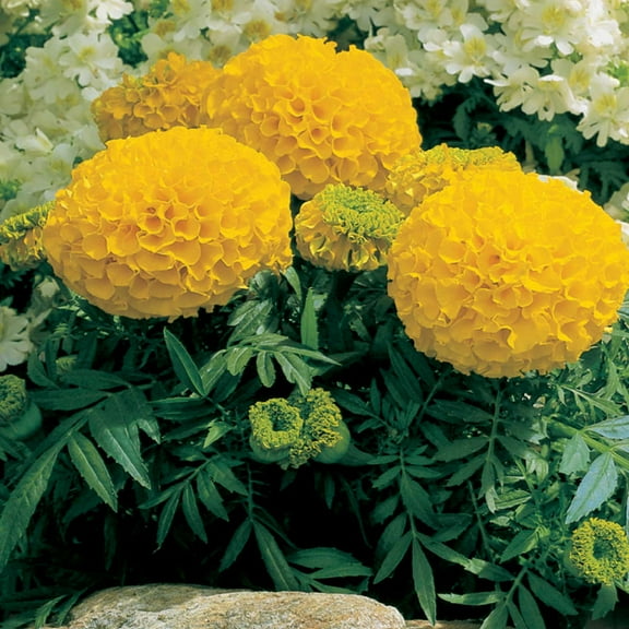African Marigold Flower Garden Seeds - Antigua Series F1 - Gold - 100 Seeds - Annual Flower Gardening Seeds - Tagetes erecta