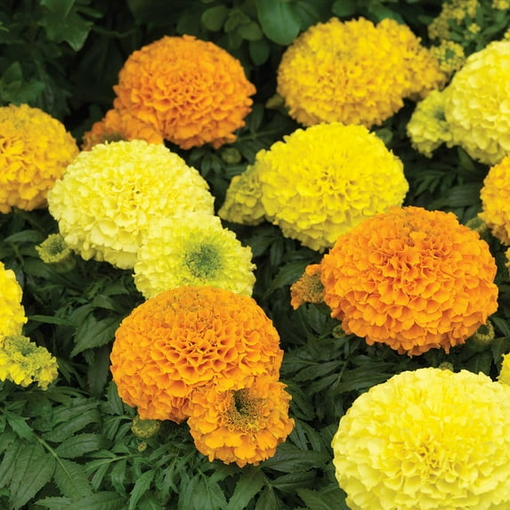 African Marigold Flower Garden Seeds - Antigua Series F1 - Mix - 1000 Seeds - Annual Flower Gardening Seeds - Tagetes erecta
