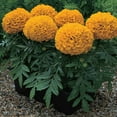 thumbnail image 1 of African Marigold Flower Garden Seeds - Antigua Series F1 - Orange - 100 Seeds - Annual Flower Gardening Seeds - Tagetes erecta, 1 of 2