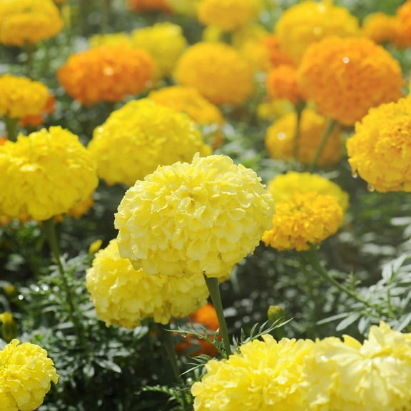 African Marigold Flower Garden Seeds - Cracker Jack Mix - 1 Oz - Annual Flower Gardening Seeds - Tagetes erecta - Crackerjack