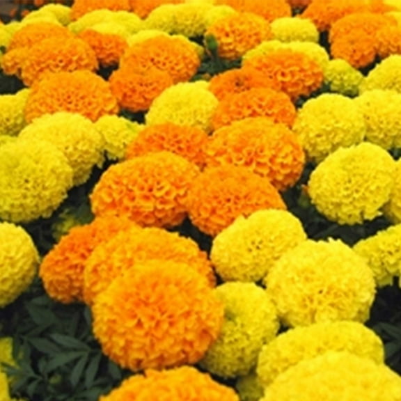 African Marigold Flower Garden Seeds - Discovery Series F1 - Mix - 100 Seeds - Annual Flower Gardening Seeds - Tagetes erecta