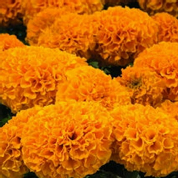 African Marigold Flower Garden Seeds - Discovery Series F1 - Orange - 100 Seeds - Annual Flower Gardening Seeds - Tagetes erecta 100 Seeds Orange