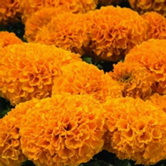 African Marigold Flower Garden Seeds - Discovery Series F1 - Orange - 1000 Seeds - Annual Flower Gardening Seeds - Tagetes erecta