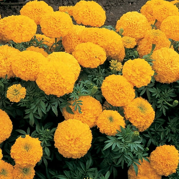 African Marigold Flower Garden Seeds -Inca II Series F1 - Gold - 100 Seeds - Annual Flower Gardening Seeds - Tagetes erecta
