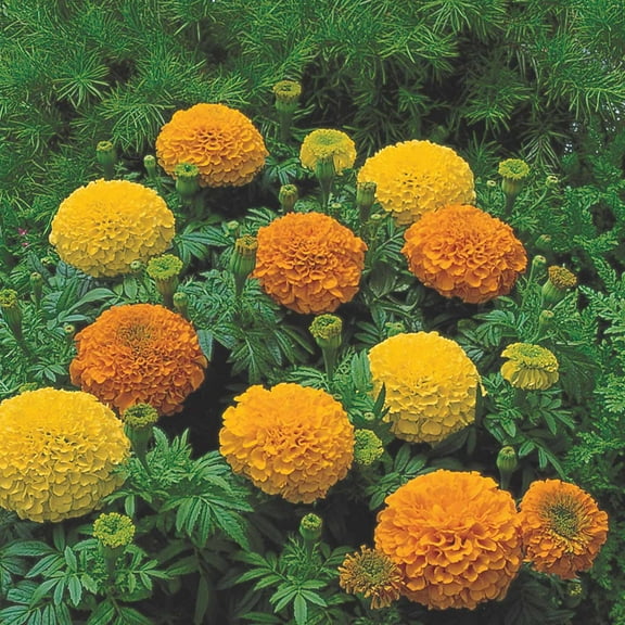 African Marigold Flower Garden Seeds -Inca II Series F1 - Mix - 1000 Seeds - Annual Flower Gardening Seeds - Tagetes erecta