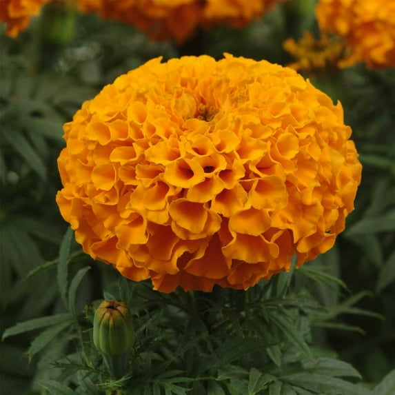 Mountain Valley Seed Company 100 Marigold Flower Seeds, Non-GMO