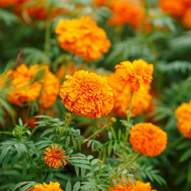 African Marigold Seeds Mandarin Packet Orange Flower Seeds