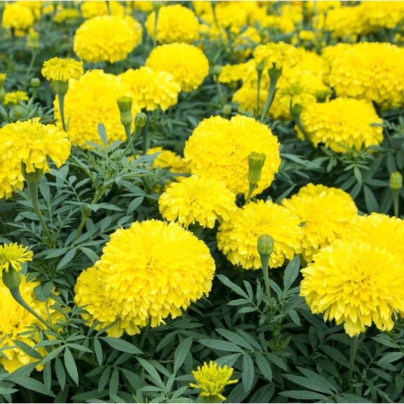 African Marigold Yellow Plant Live for Planting, Marigold Flowers, Yellow Flowers, Garden Ready, 4-8 Inch Tall