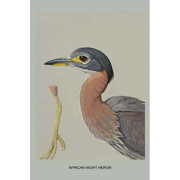 African Night Heron-Fine Art Canvas Print (20" x 30")
