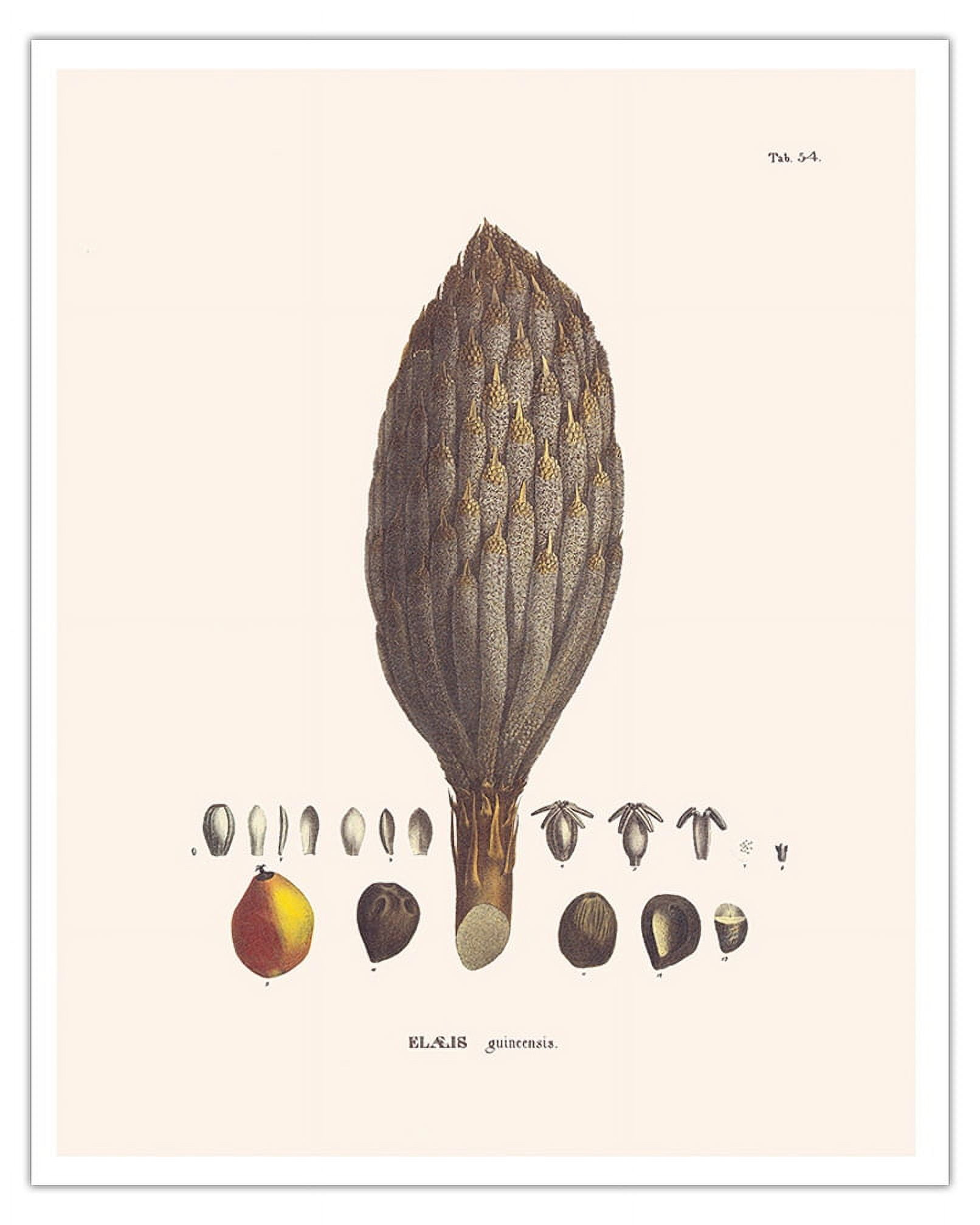 African Oil Palm Tree (Elaeis Guineensis) Flower and Seed Vintage