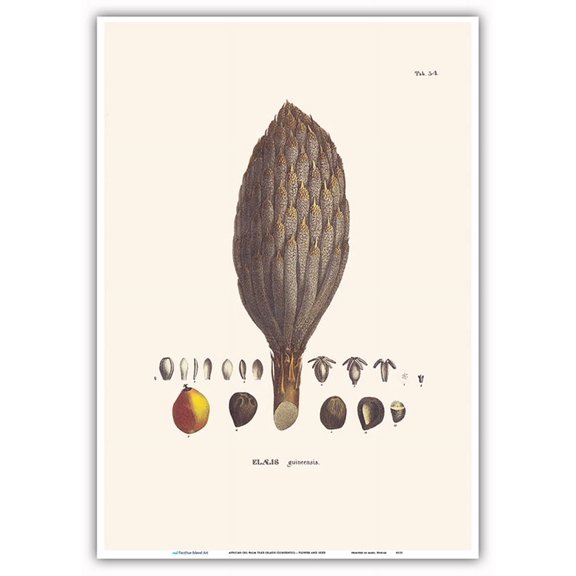 African Oil Palm Tree (Elaeis Guineensis) - Flower and Seed - Vintage Botanical Illustration by Carl Friedrich Philipp von Martius c.1820s - Master Art Print 10in x 14in