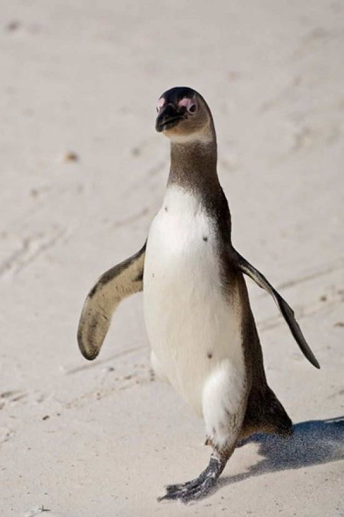 African Penguin Boulders beach South Africa Canvas Art - Ralph H Bendjebar DanitaDelimont (23 x 34)