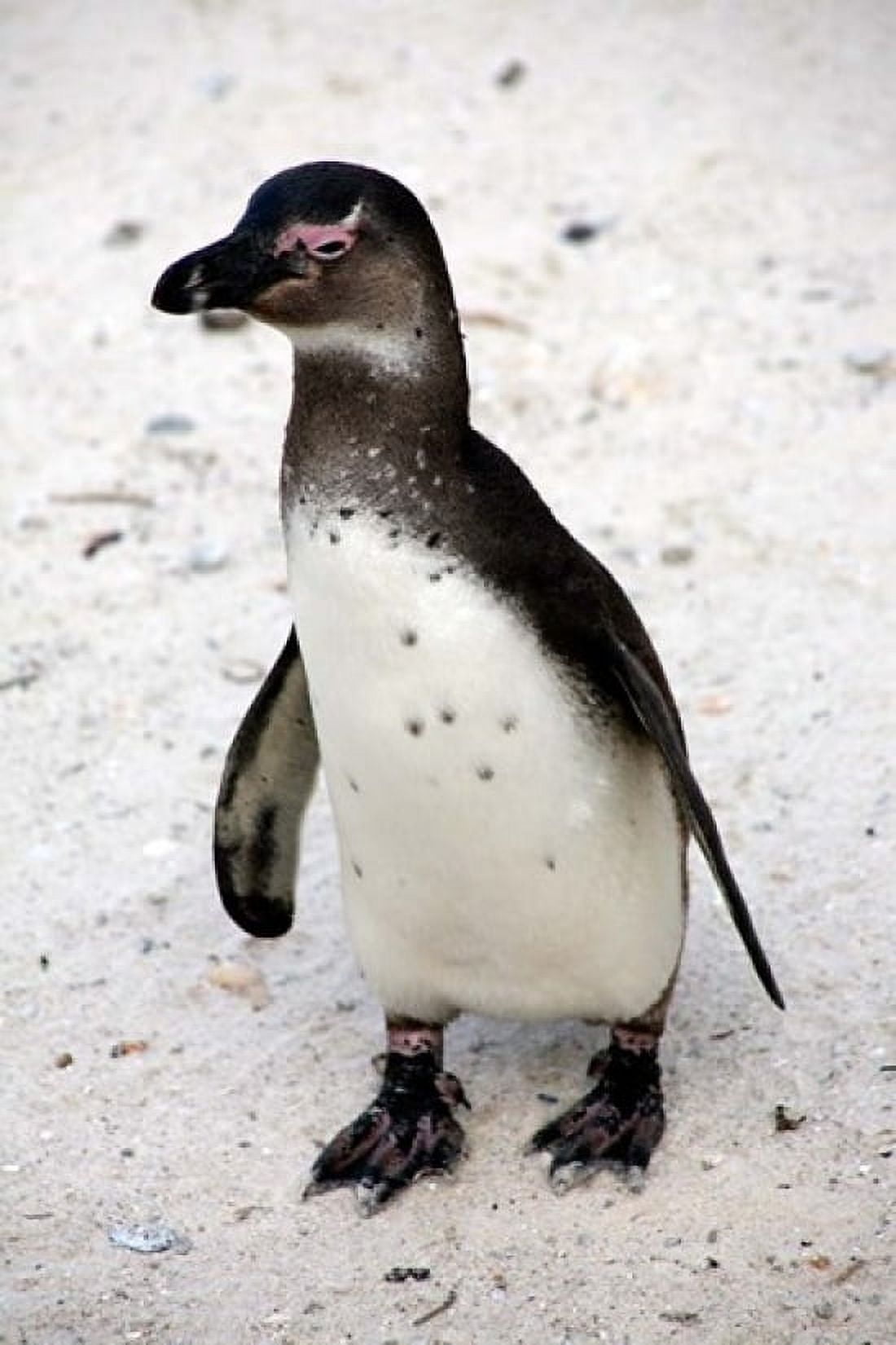 African Penguin Canvas Art - Kymri Wilt DanitaDelimont (11 x 17)