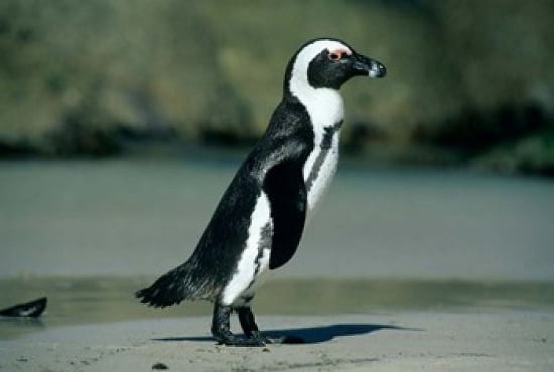 African Penguin Cape Peninsula South Africa Canvas Art - Kevin Schafer DanitaDelimont (18 x 12)