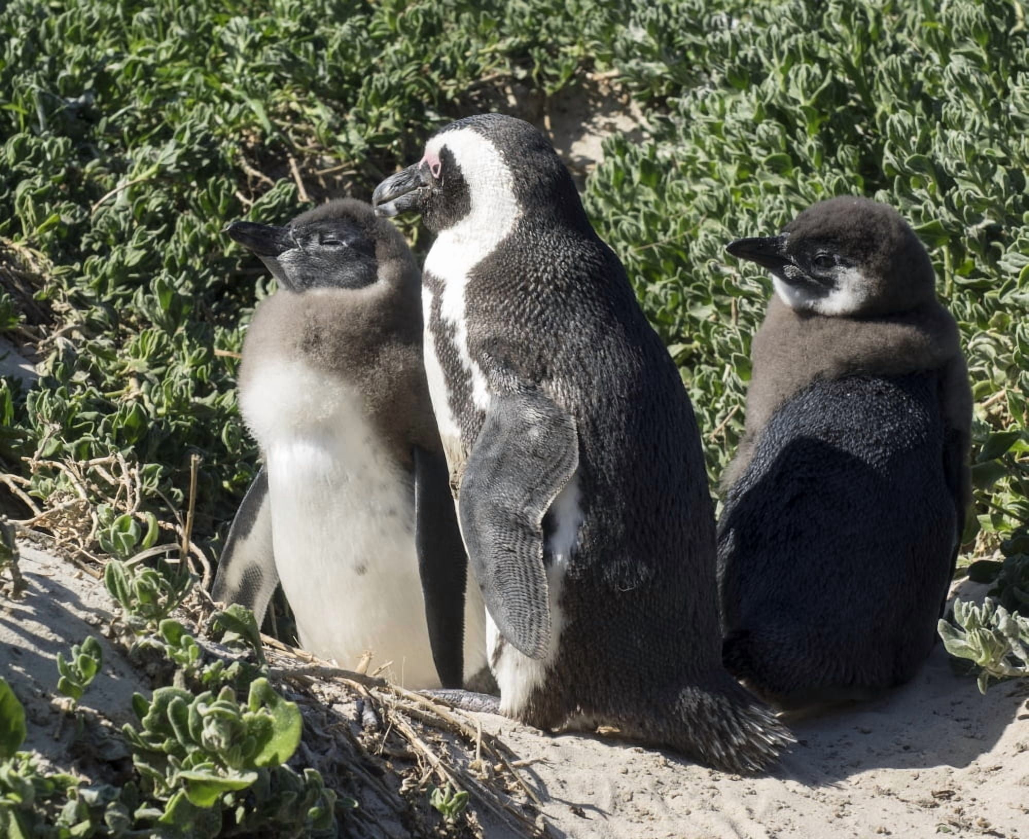 African Penguin (Spheniscus demersus) at Boulders Beach Simons Town Table Mountain National Park Cape Town Western Cape Province South Africa Canvas Art - Panoramic Images (36 x 12)