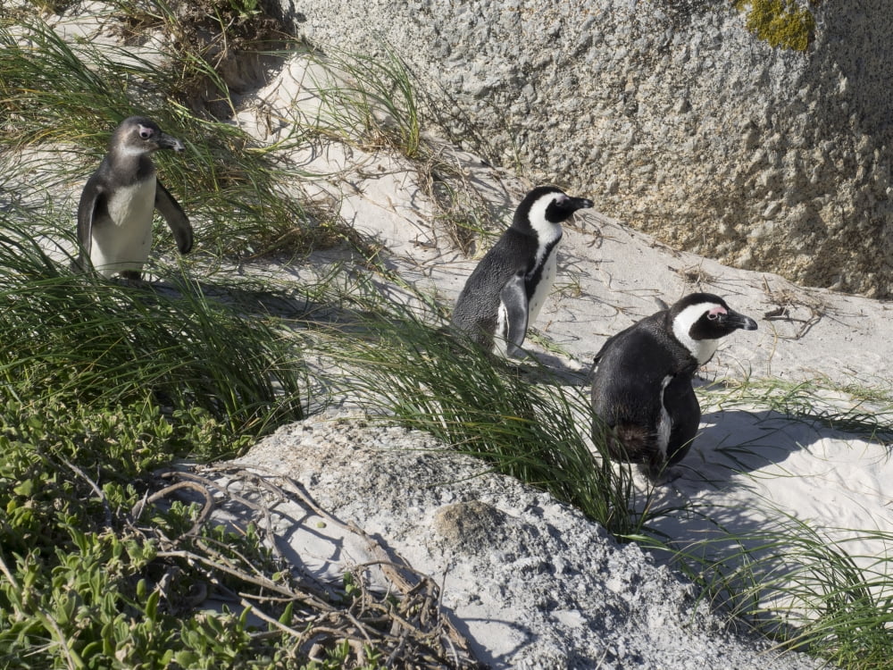 African Penguin (Spheniscus demersus) at Boulders Beach Simons Town Table Mountain National Park Cape Town Western Province South Africa Canvas Art - Panoramic Images (12 x 16)