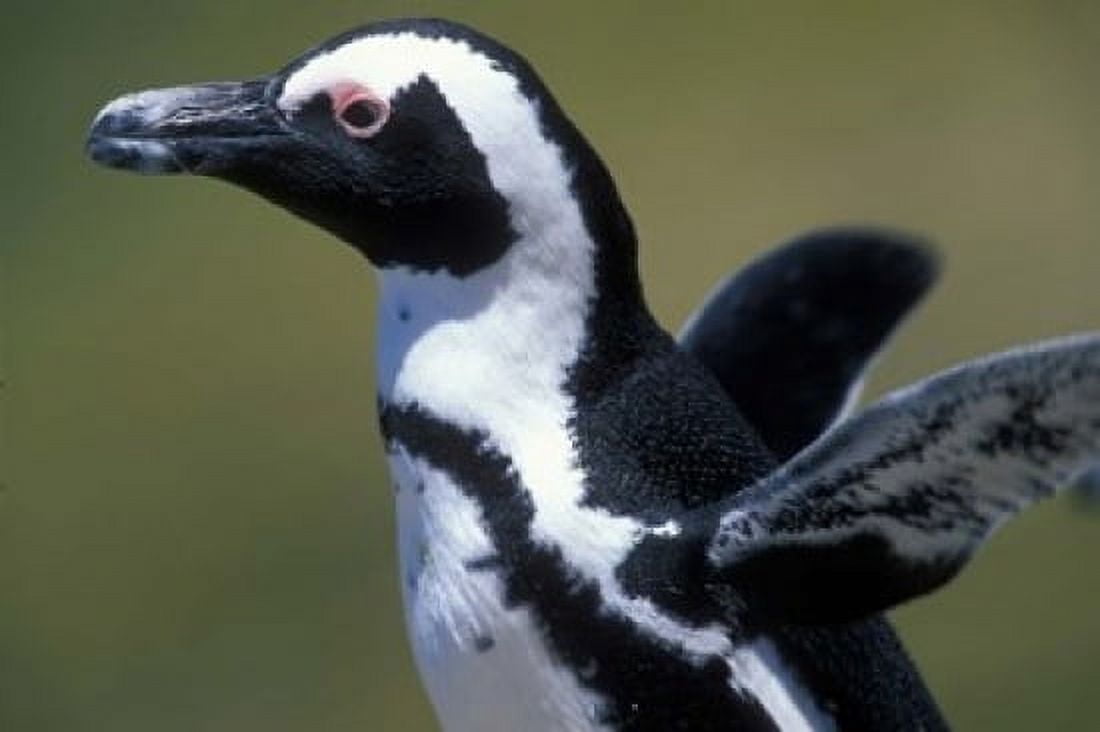 African Penguin at Boulders Beach Table Mountain National Park South Africa Canvas Art - Paul Souders DanitaDelimont (36 x 24)
