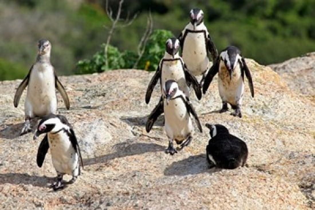 African Penguin colony at Boulders Beach Simons Town on False Bay South Africa Canvas Art - Kymri Wilt DanitaDelimont (17 x 11)