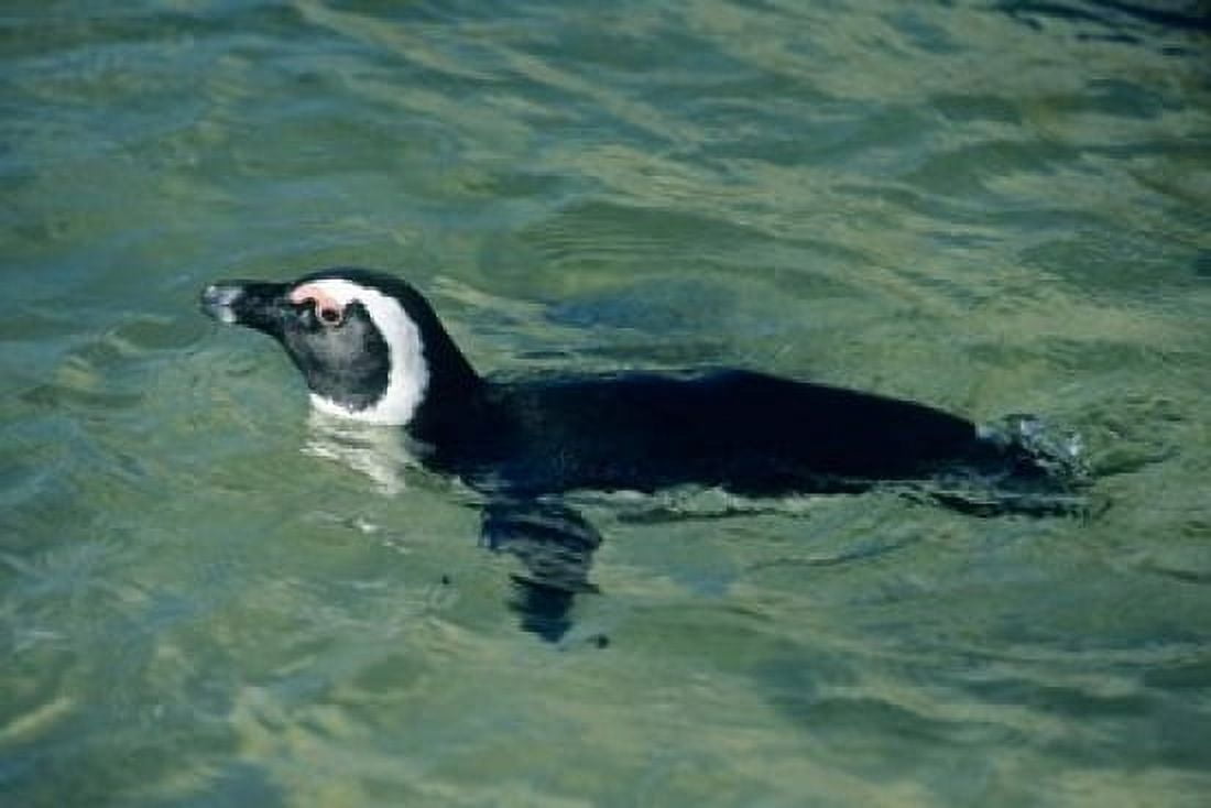African Penguin swimming Cape Peninsula South Africa Canvas Art - Kevin Schafer DanitaDelimont (36 x 24)