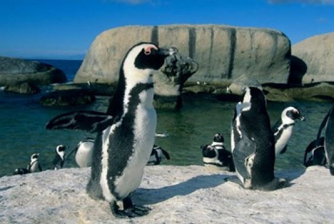 African Penguins South Africa Canvas Art - Kevin Schafer DanitaDelimont (36 x 24)