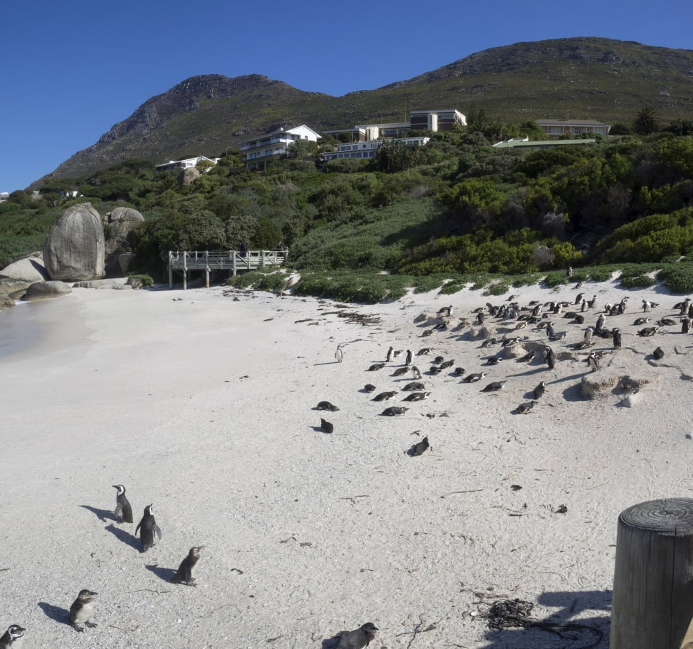 African Penguins (Spheniscus demersus) at Boulders Beach Simons Town Table Mountain National Park Cape Town Western Province South Africa Canvas Art - Panoramic Images (24 x 24)
