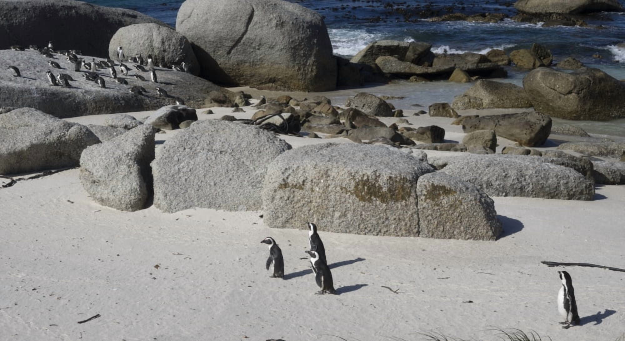 African Penguins (Spheniscus demersus) at Boulders Beach Simons Town Table Mountain National Park Cape Town Western Province South Africa Canvas Art - Panoramic Images (36 x 12)