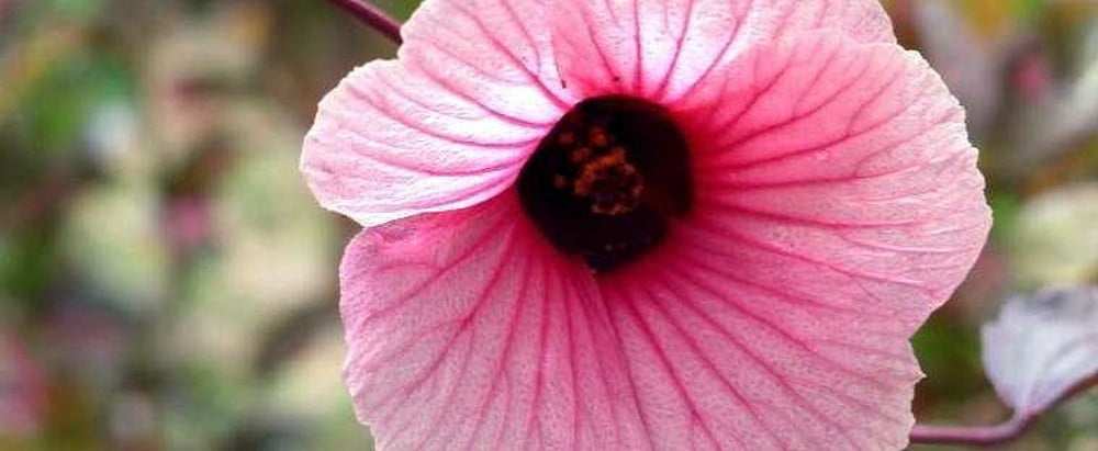 African Rose Cranberry Hibiscus Tea Plant - Hibiscus - Edible - 4" Pot -