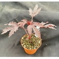 thumbnail image 1 of African Rose Hibiscus - 2 Live Starter Plants - Hibiscus Acetosella - Bold Beautiful Striking Indoor Outdoor Plant, 1 of 6