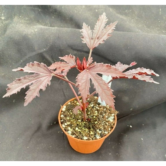 African Rose Hibiscus - 1 Live Starter Plants - Hibiscus Acetosella - Bold Beautiful Striking Indoor Outdoor Plant