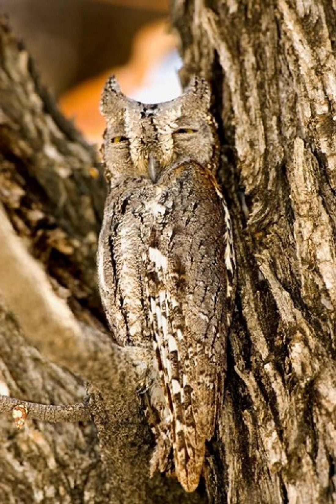 African Scops Owl in Tree Namibia Canvas Art - Joe Restuccia III DanitaDelimont (25 x 38)