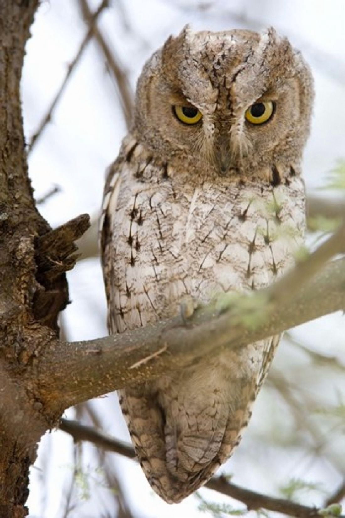 African Scops owl (Otus senegalensis) perching on a branch Tarangire National Park Tanzania Canvas Art - Panoramic Images (16 x 24)