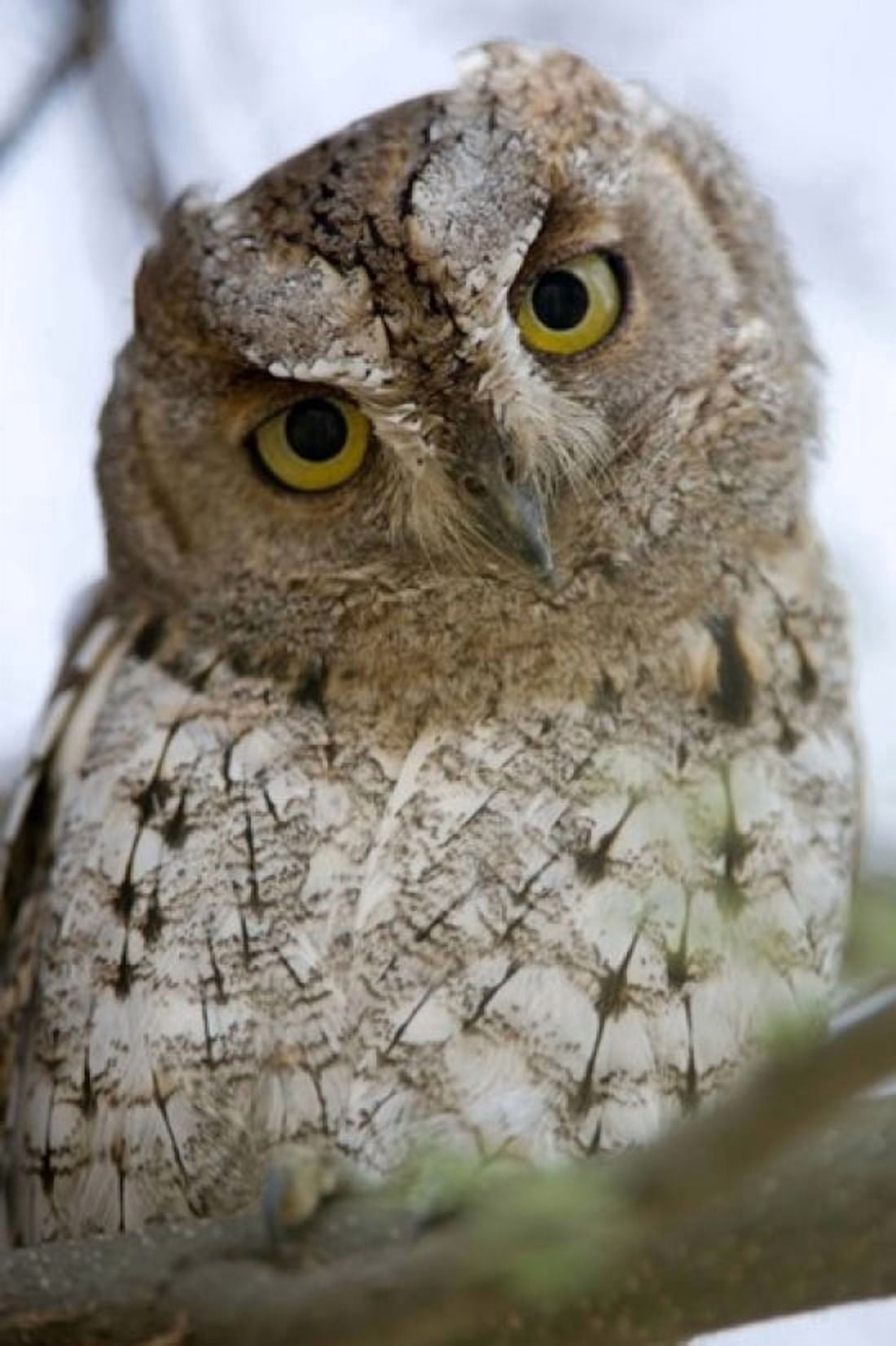 African Scops owl (Otus senegalensis) perching on a branch Tarangire National Park Tanzania Canvas Art - Panoramic Images (16 x 24)