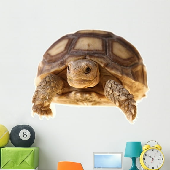 African Spurred Tortoise Sulcata Wall Mural by Wallmonkeys Peel and Stick Graphic (48 in W x 29 in H) WM57194