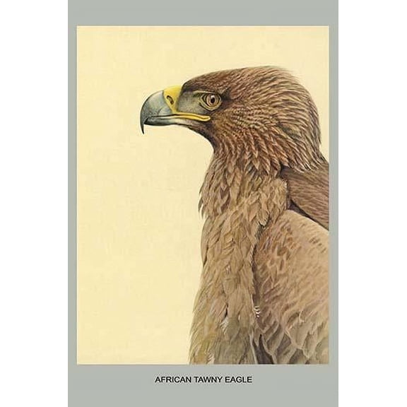 African Tawny Eagle-Fine Art Canvas Print (20" x 30")