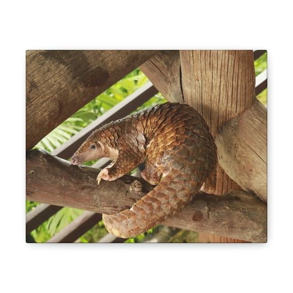 African Tree Pangolin Hanging On The Tree Staring African Tree Pangolin Outdoor Wall Art Ready To Hang Unframed
