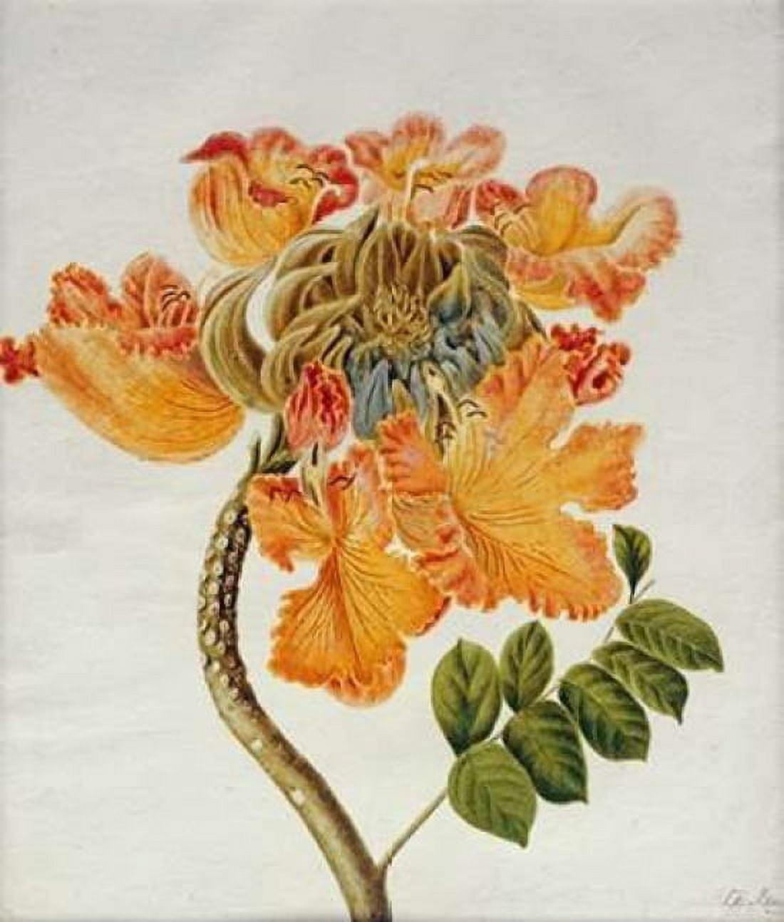 African Tulip Canvas Art - English School (24 x 24)