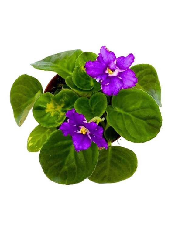 African Violet Birth of a Galaxy, 4 inch Purple Flower Saintpaulia Gesneriads