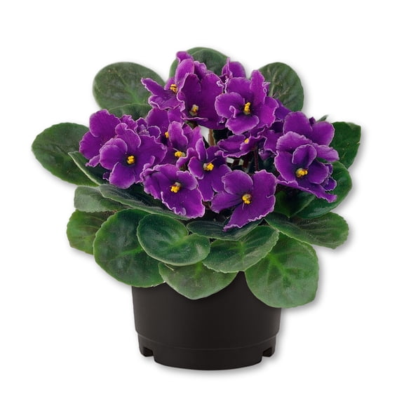 African Violet Plant  - 1 Live Plant in a 4 Inch Growers Pot - Streptocarpus Ionanthus - Growers Choice - Velvety Textured Colorful Compact Flowering Houseplant