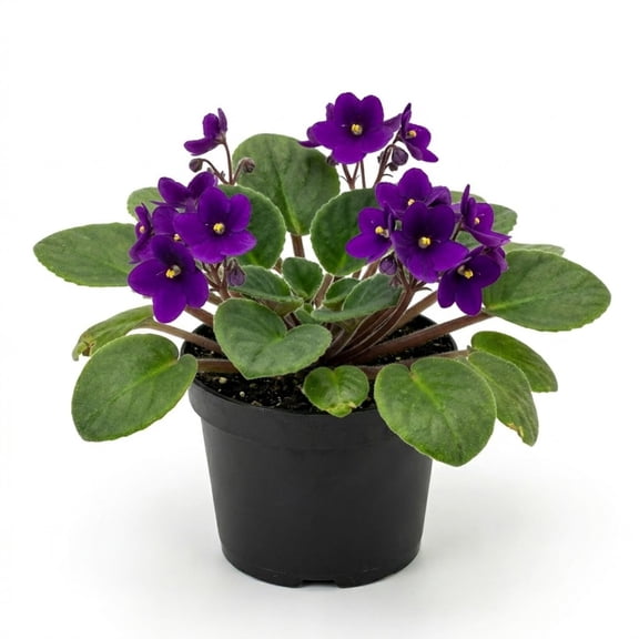 African Violet Plant Live in 4 Inch Pot, Indoor Flowering Houseplant, Compact Blooming Plant for Home or Office (Purple Blooms)