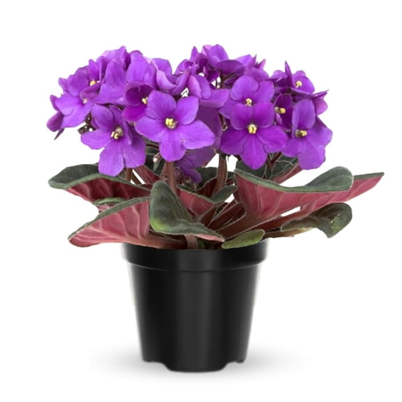 African Violet Plant, Purple African Violets Live Plants, 4 to 6 Inc Tall