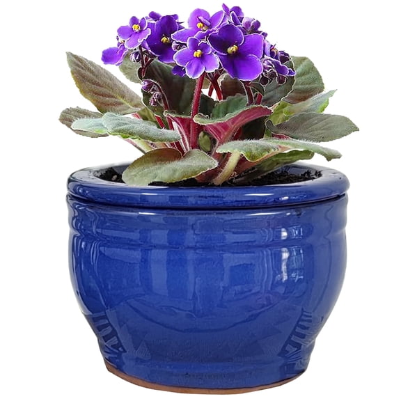 Dphagesy African Violet pots 6 in Round Blue Ceramic Violet Pot with Self-Watering(plants are not included)