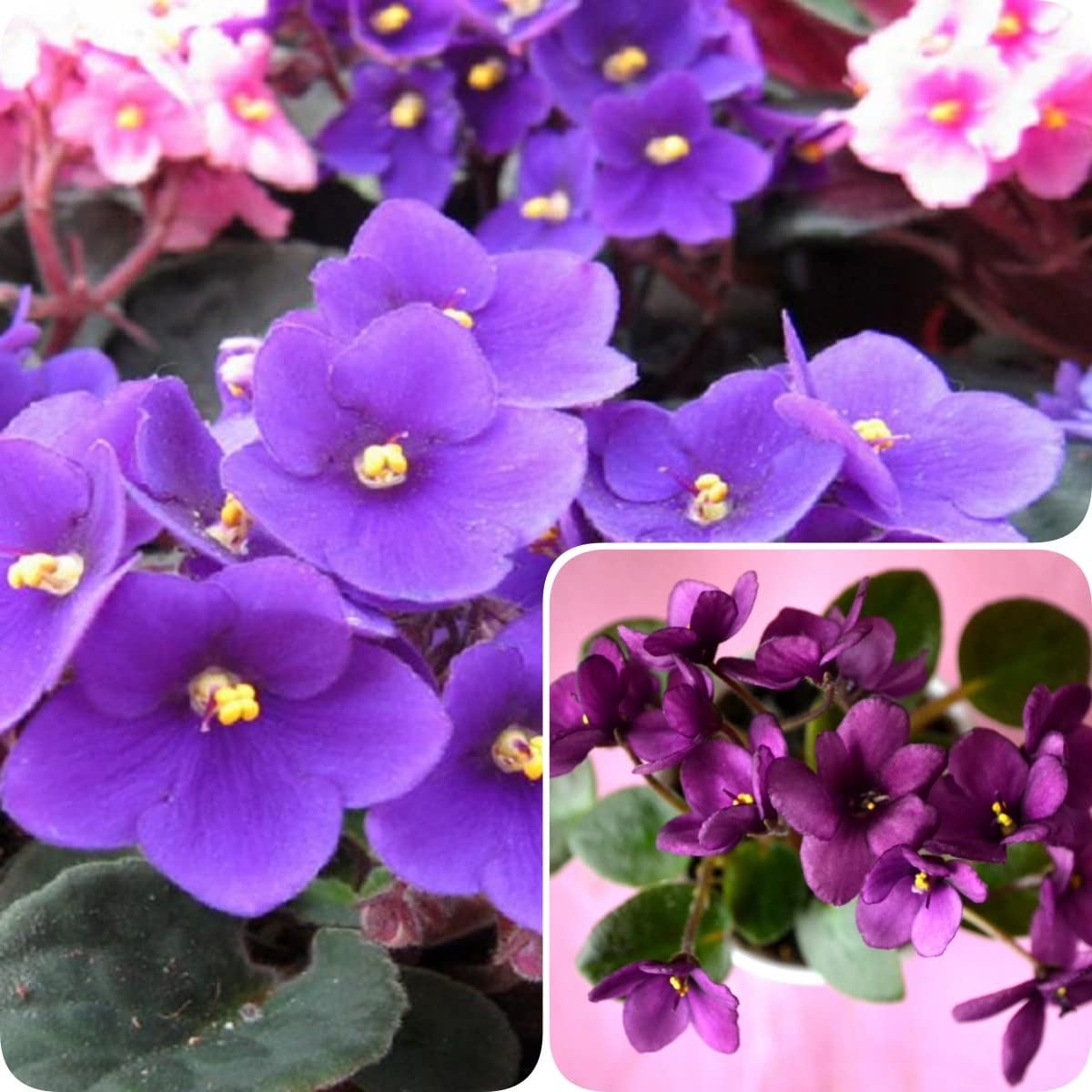 African Violet Seeds for Plantinh in Your Home（600）