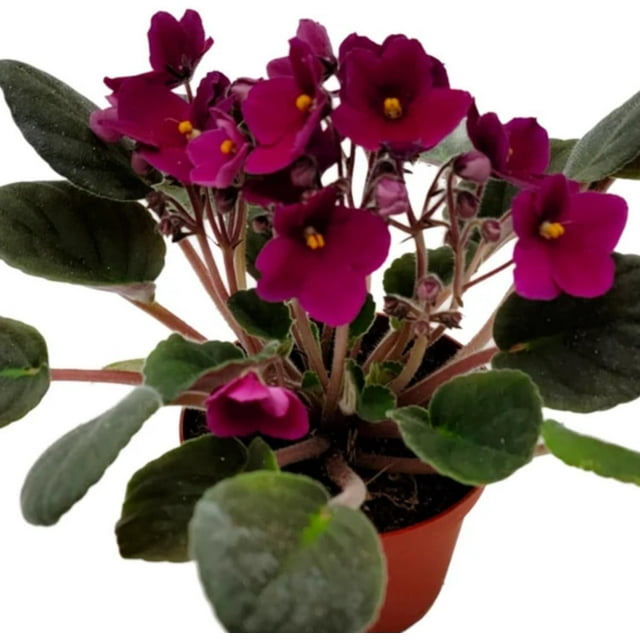 Live Indoor Houseplants - Burgundy Red African Violet 4 Inches Pot ...