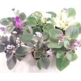 African Violets Live Plants Small 5 Pack In 2 Inch Pots Terrarium