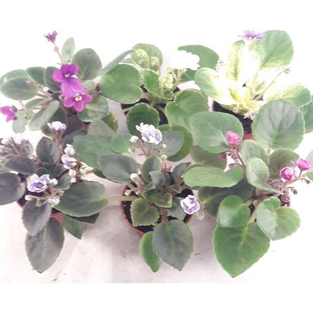 African Violets Live Plants Small 5 Pack In 2 Inch Pots Terrarium