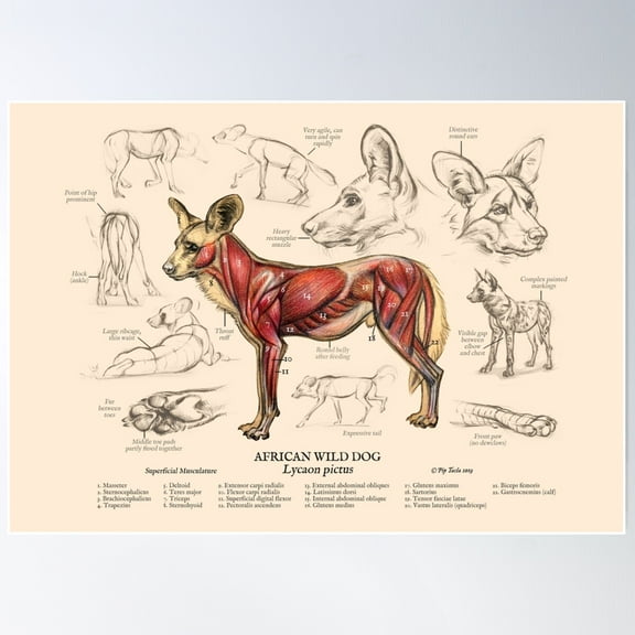 African Wild Dog Anatomy Chart Poster, 8x12 UNFRAMED