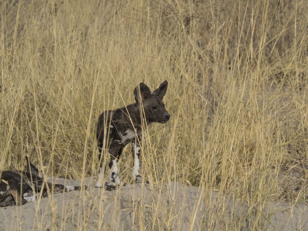 African Wild Dog (Lycaon pictus) puppy in a forest Okavango Delta Ngamiland Botswana Canvas Art - Panoramic Images (12 x 16)