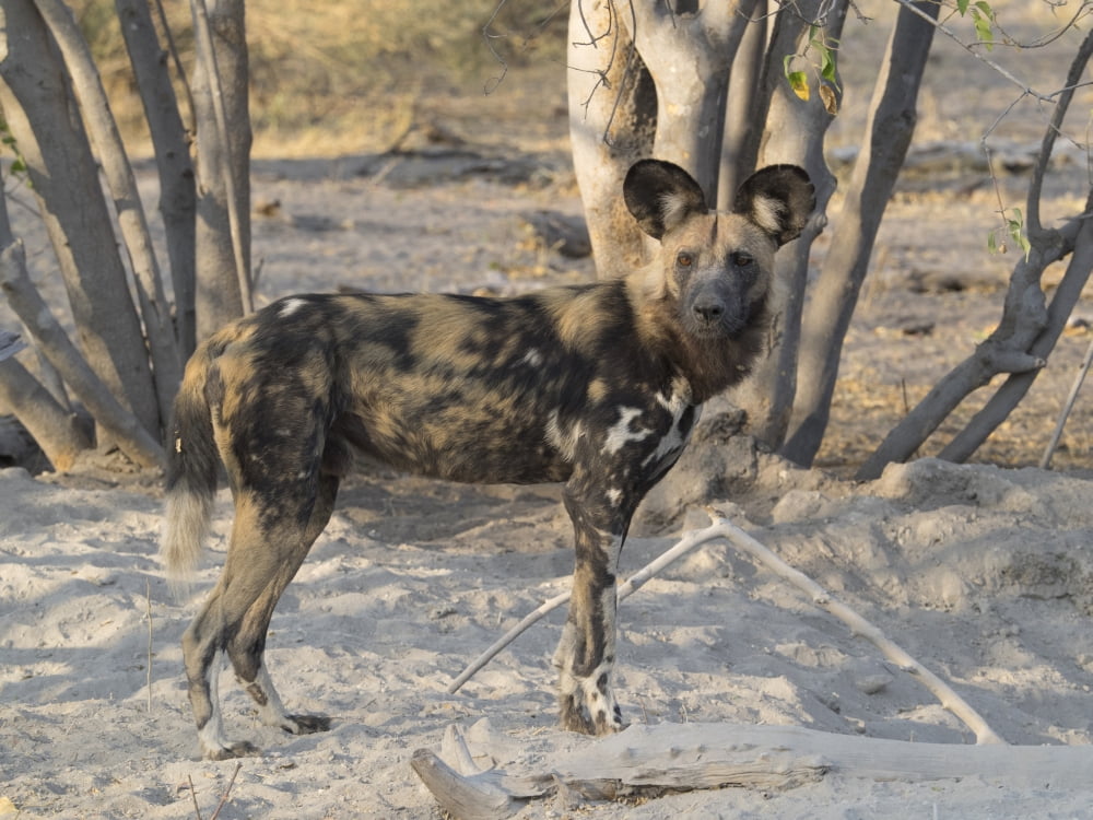 African Wild Dog (Lycaon pictus) standing in a forest Okavango Delta Ngamiland Botswana Canvas Art - Panoramic Images (12 x 16)